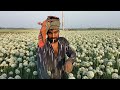 পেঁয়াজের বীজ উৎপাদন পদ্ধতি how to harvest onion seeds how to pollinate onion flowers without bees