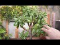 how to grow a jade into a tree 5 important tips