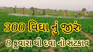 300 વીઘા નું જીરું | જીરા માં દવા | ખેડૂત ની મહેનત | જીરા ની ખેતી#agriculture #ખેડુતસમાચાર #ખેડૂતભાઈ