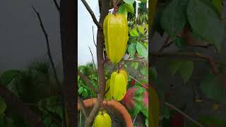 Star Fruit Plant : Beautiful Star Fruit Plant In Pot #shorts