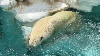 水の中で顔をごしごしデアちゃん【‎2024年‎7月28日】【上野動物園】ホッキョクグマ