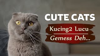 Cute Cats | Kucing Lucu Bikin Gemeesss!