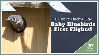 Watch 3 Baby Bluebirds Take 1st Flights Plus Slow Motion Replays