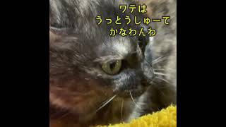 【番外編】しゃべる猫の動画　#33～#36【川リバ】