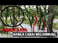 HARGA MELAMBUNG ! petani cabai full senyum ! ALHAMDULILLAH