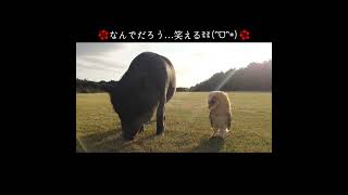 仲良しマイクロブタとメンフクロウのお散歩♪ #shouts #mipig #フクロウ