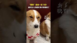 “罪狗”是誰一目了然？ 面對主人的質問，狗子錶情亮了 #shorts  #萌宠