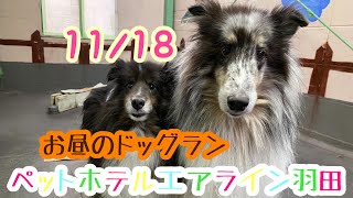 11/19お昼☀️ワンちゃんドッグラン〜猫ちゃん〜のご様子です♪羽田空港近くのペットホテルエアライン羽田にご宿泊中のペットちゃん達です♡