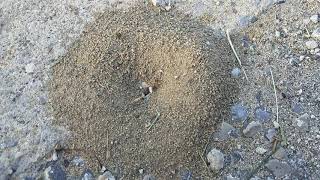 Ants- ਕੀੜੀਆਂ ਦਾ ਭੌਣ