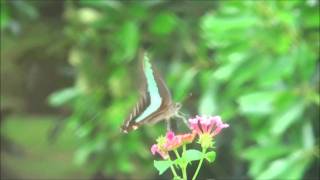 アオスジアゲハチョウがランタナをポキポキ Papilioniae helps Lantana for fruition