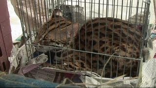 Thai police uncover 1,000 'illegal' animals