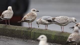 ♪鳥くん野鳥動画（千葉県銚子市）カナダカモメ２ｗJO6A2294