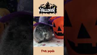 Happy Halloween🎃from Popolo    #guineapig #モルモット #halloween #ハロウィン #ペット