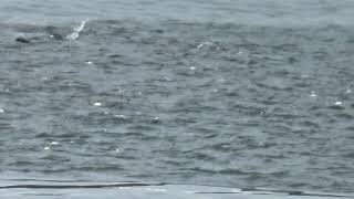 海面を波打つのは小魚の群れ　これをナブラといいます