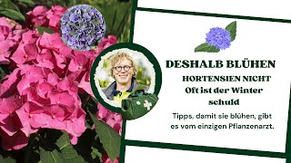 Deswegen blühen deine Hortensien nicht!