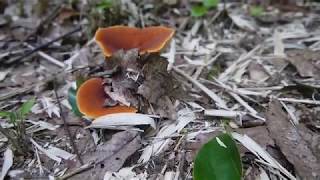 チチタケ Lactarius volemus