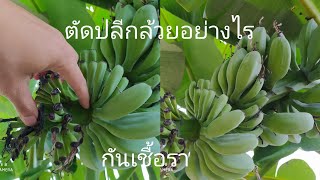 วิธีตัดปลีกล้วย กันเชื้อรา