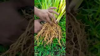 வெட்டிவேர் செடி  மருத்துவம் குணம் #iyarkai #medicine plant ☘️💚#nature