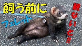 飼う前に観ないと後悔！１０選。フェレットを飼いたいと思っているなら観て下さい。【フェレットのguriちゃん】