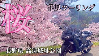 【高遠城址公園】Ninja1000で行く日本三大桜の名所の桜は圧巻だった【モトブログ】