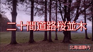 二十間道路桜並木➁