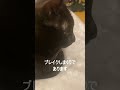 明日から寒い備えを　 cat 猫のいる暮らし dtm