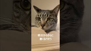 明日から寒い備えを　#cat #猫のいる暮らし #DTM