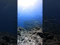 【ギンガメを狙うロウニンアジ】沖縄粟国島 筆ん崎　 ダイビング 沖縄 粟国島 筆ん崎 ギンガメアジ ロウニンアジ