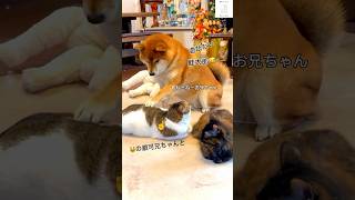 猫のお兄ちゃんと遊びたい柴犬🐶　　#保護猫　#柴犬　#犬　#猫　#shorts