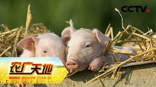 《农广天地》大叔养猪花样多 20180715 | CCTV农业