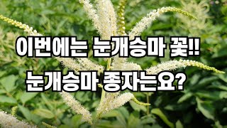 이번엔 눈개승마 꽃을 볼까요? 눈개승마 종자는 어떻게 맺히는지 함께 알아볼게요