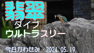 翡翠ダイブウルトラスリー　今日のかわせみ　2024 05 19