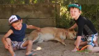 Dingoes at Gumbuya Park