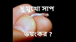 দু মুখো সাপ | অন্ধ সাপ | Brahmini Blind Snake| Most smallest snake |  Nittya's Animal Society