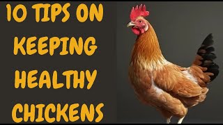 10 Tips On Keeping Healthy Chickens