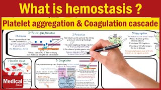 Pharmacology [CVS] 19- What Is Hemostasis ? Platelet Aggregation and Coagulation Cascade MADE EASY