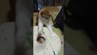 猫じゃらしを狩る茶白猫♂をテーブルの下から見て飛び出す白茶猫♀ #Shorts