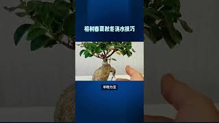 【一句话养好一盆花】 榕树盆栽的养护