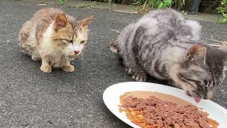 暑い夏に野良猫みんなで仲良くご飯を食べる　前編　年長の野良猫のベルちゃんは後編で