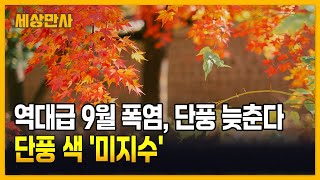 역대급 9월 폭염, 단풍 늦춘다… 단풍 색 '미지수' [세상만사] #9월폭염 #단풍