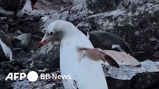 珍しい「真っ白」ペンギン 南極で観察（2024年1月撮影・一部提供）