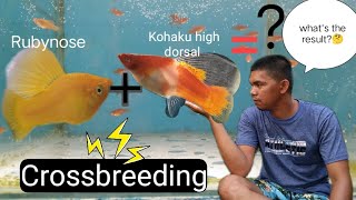 Rubynose+Kohaku high dorsal/Crossbreeding/What's the result?🤔