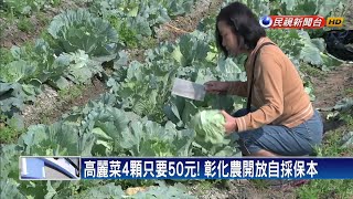 高麗菜4顆50元 彰化農開放自採保本－民視新聞