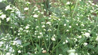 Parthenium hysterophorus