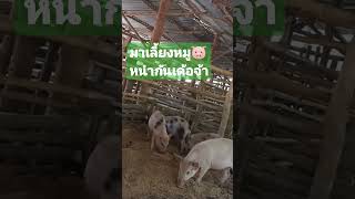 หมูป่าลูกผสม#สายพันธุ์ลูกดก#รายได้ดี#สนใจการเลี้ยงติดตามช่องนี้จ้า👉บ้านสวน\u0026ฟาร์มหมูคนอุบล