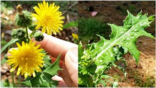 ผักกาดป่านานาชนิด Sow thistle, Prickly wild lettuce, Lactuca species