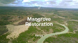 Mangrove restoration in Kenya