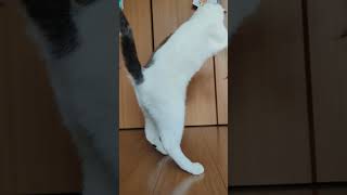 ねぇ知ってる？猫の視力って・・・#shorts