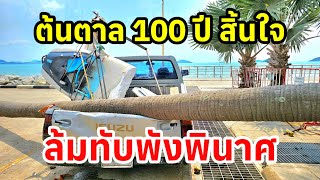 สิ้นแล้วตาลร้อยปี ล้มทับพังพินาศ