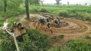 Old Irrigation Technology of Persian  Wheel 🛞 | Traditional Water Wheel of Punjab